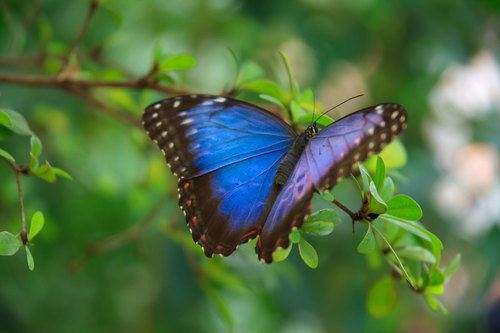 Синий морфо бабочка