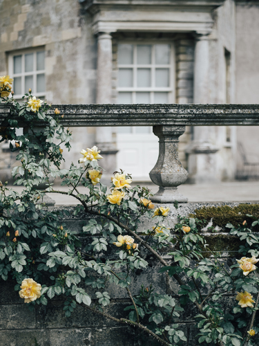 Yellow roses on a vintage wall