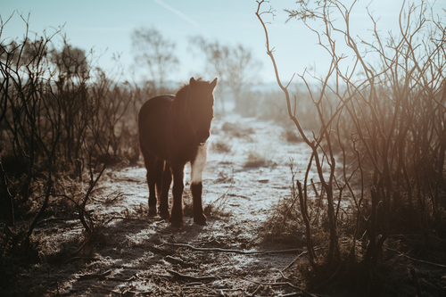 Horse in wilderness