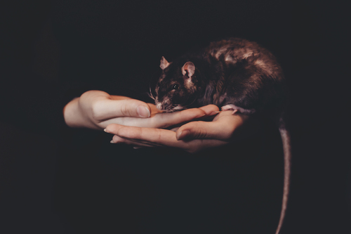 Rat in hands