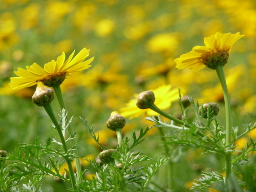 Imagem de close-up de flores amarelas