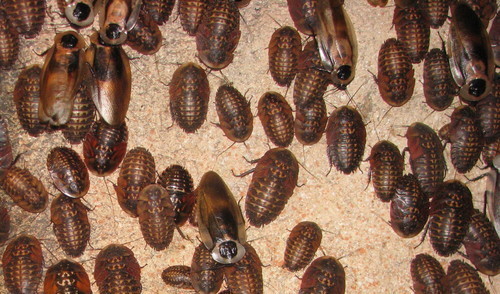 Groupe de Blaberus craniifer insectes