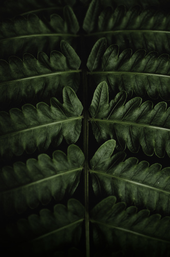 Green leafy branch image