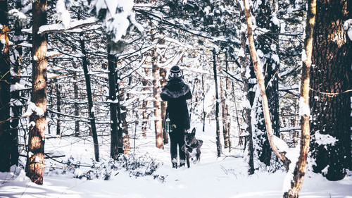 Promenader i snöig skog