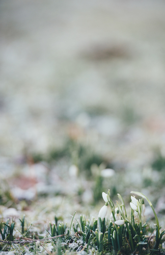 Snowdrops on the ground