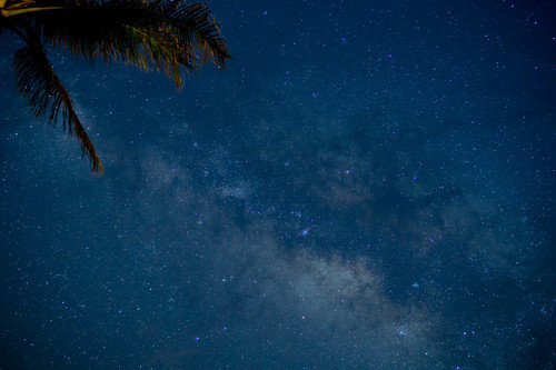 Starry sky between palms