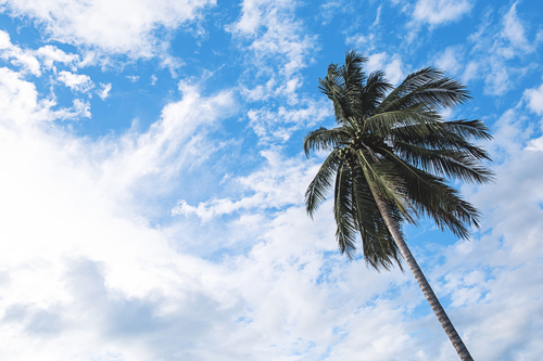 Beyaz bulutlar ve palmiye