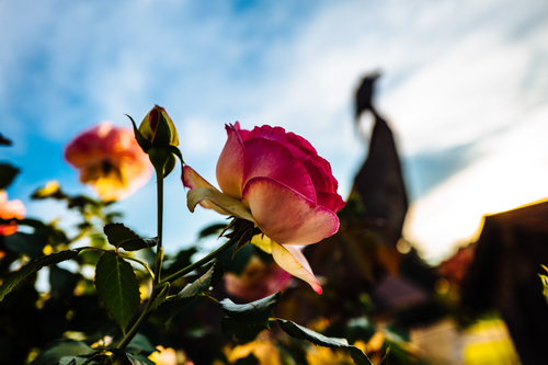 Barevný kvetoucí růže