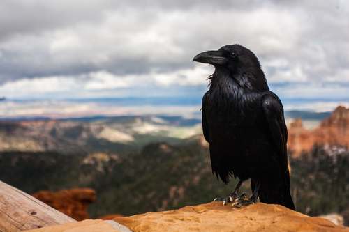 Crow op een rots