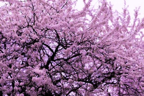 Träd med rosa blomma