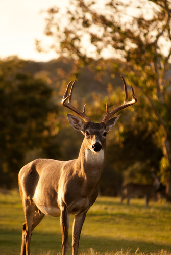 Buck at sunset