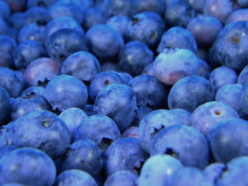 Bundle of blueberries