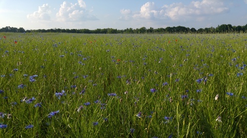 Prairie à la fleur de violette