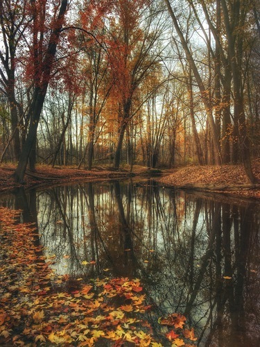 L’automne en forêt de Burton, États-Unis