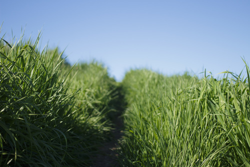 Path through green grass