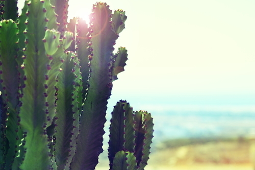 Kaktus na slunci
