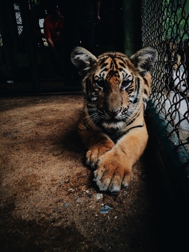 Caged tiger