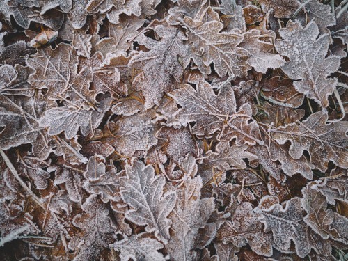 Замороженные листья на земле