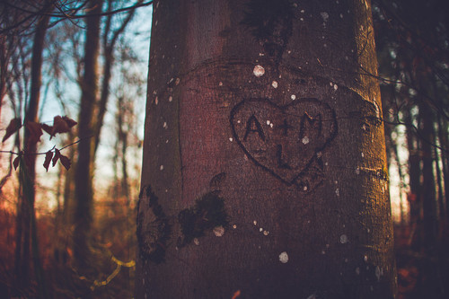 Corazón de árbol tallado en la tarde