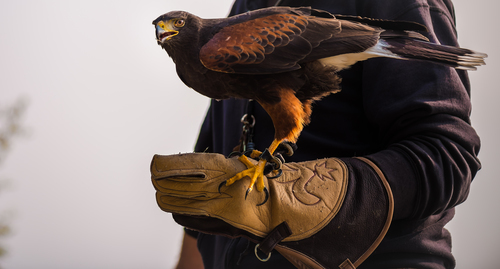 Hawk pe o mână cu mănușă