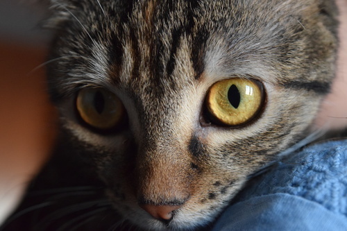 De ogen van de kat van dichtbij