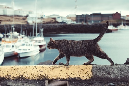 Kočka v zálivu