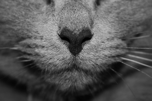 Котячий ніс