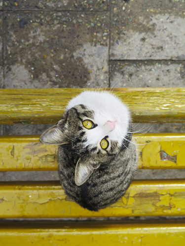 Kočka na lavici