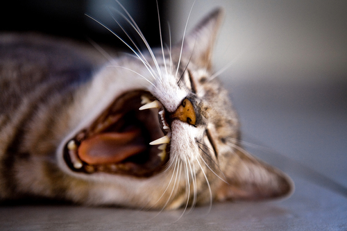 Zívající kočka