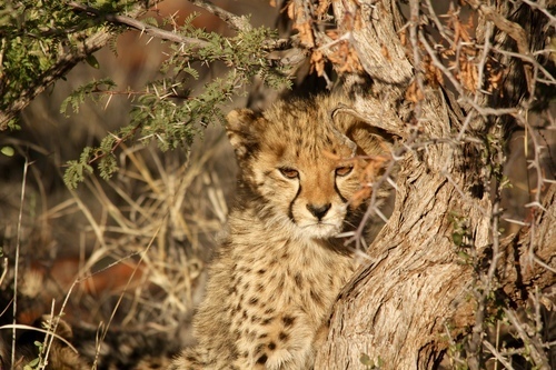 Cucciolo di ghepardo su un albero