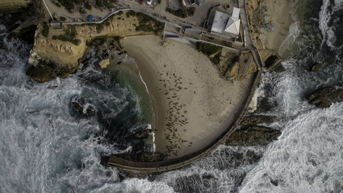 Air view of beach with seals
