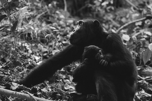 Mère et enfant de chimpanzé