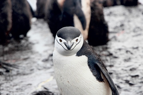 Chinstrap pinguïn