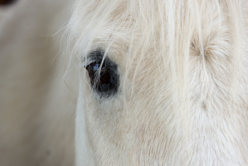 Bílé koňské oko