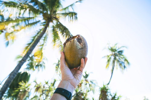 Nucă de cocos în mâini