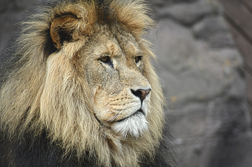 Leão masculino que olha na distância