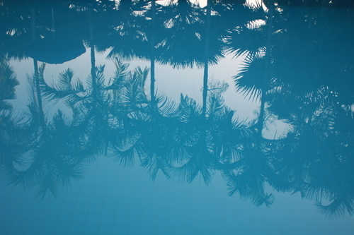 Palms reflection on water