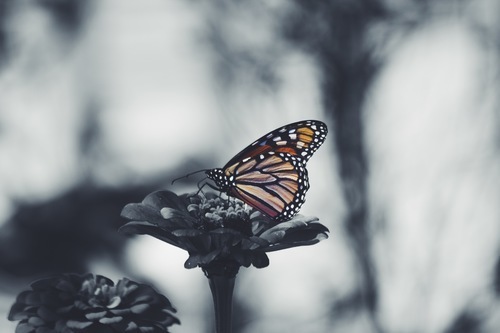 Barevný motýl na šedé květině