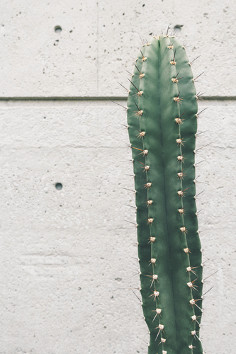 Cactus en muur