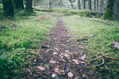 Calea îngustă pădure