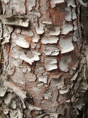 Damaged bark of a trunk