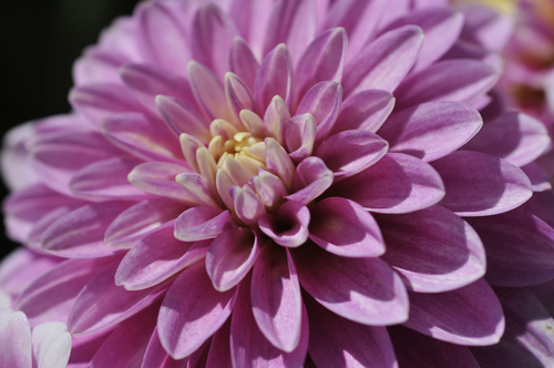 Dahlia bloem close-up
