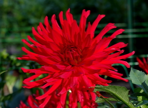 Röd Dahlia blomma