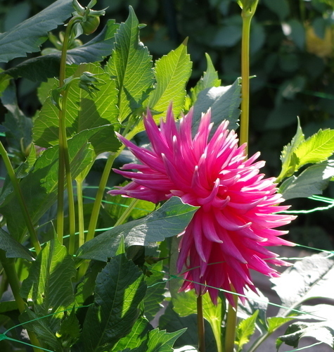 Růžový květ v zahradě