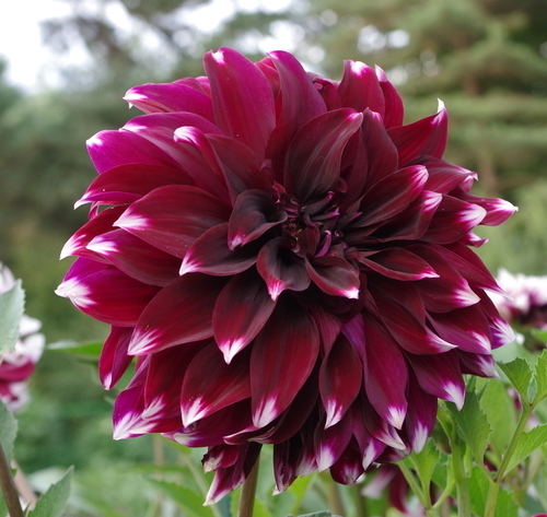 Flor de Dahlia roxa escura