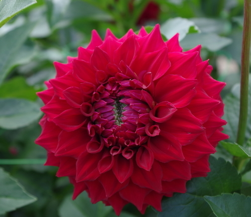 Яскраво-Червона квітка