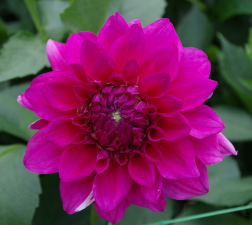 Цветок георгин с розовыми лепестками