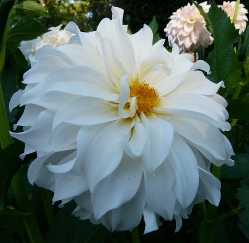 Beyaz çiçek