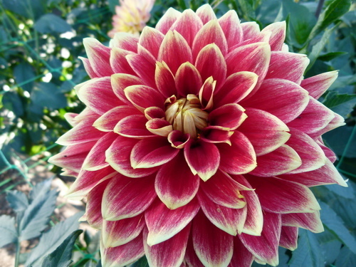 Dahlia flower with red leaves