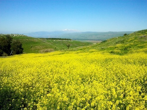 Yellow flower fields